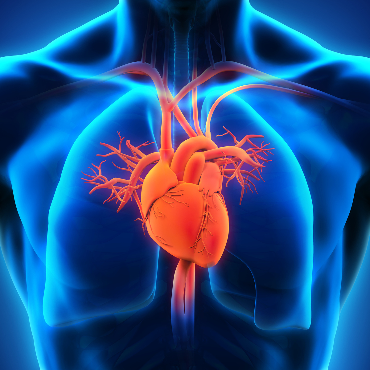 Cardiovascular Disease Risk Prediction